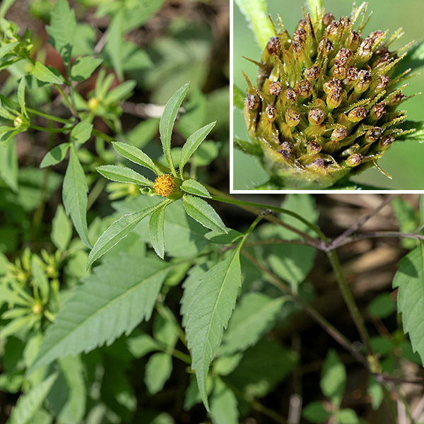 Devil's beggar-tick can be a quite sizeable bush up to about 4 feet high. Leaves compound, odd-pinnate with 3-5 coarsely-toothed leaflets. The similar tall beggar-tick (B. vulgata) has 11-21 (usually around 13) phyllaries at the base of the flower.