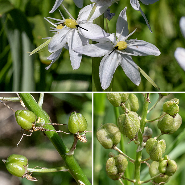 Wild hyacinth flowers have six slender, light blue to white tepals, six stamens with yellow anthers, and a slender style emerging from a green, egg-shaped ovary; the style has tripartite tip. The flowers are each supported by a slender pedicel. Wild hyacinth is very similar to prairie hyacinth (Camassia angusta), but the latter blooms later, is much less common, has thread-like bracts beneath each flower pedicel, 4-5 thread-like bracts on the flower stalk beneath the flowers. The seed capsule of wild hyacinth is about as long as wide, wile the seed capsule of prairie hyacinth is significantly longer than wide. Prairie hyacinth has not yet been reported in Jackson Park.