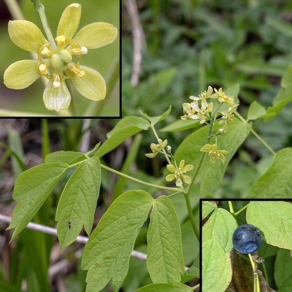 At the apex of the blue cohosh stem is a floral panicle 1-3" long bearing 5-30 flowers. Individual flowers (insert) are about 1/3" (8 mm) across with six petal-like yellow-green sepals, and six stamens with yellow anthers in a ring around a central green ovary and style. The petals have been reduced to six green lobes at the base of the stamens, between the sepals.
