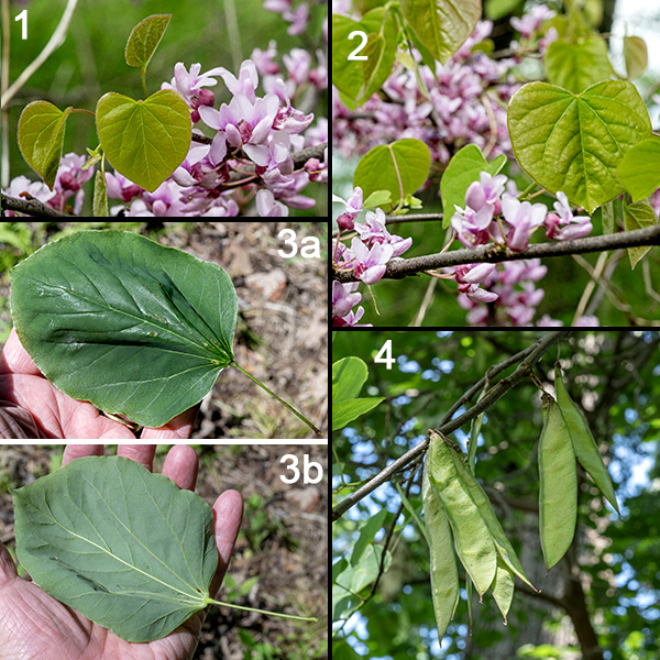 Eastern redbud leaves are alternate, heart-shaped with smooth margins, on pedicles about half as long as the leaf blade.