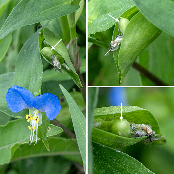 Asiatic dayflower flowers are 0.5-1" across; they have two thin, blue upper petals and a single, lower, translucent white petal with three lobes. There are 5-6 long stamens with yellow anthers highlighted by a central dot of maroon; the upper three stamens are sterile and probably only serve as an advertisement, while the lower two bear larger anthers with viable pollen. A single long style lies below the stamens. Below and behind the flower is a leaf-like bract (spathe) 1-2" long that is open to its base and embraces the flower like a hammock. The fruits of Asiatic dayflower are capsules 6-7 mm long that are divided into two chambers, each containing two ~3 mm long dark brown to black seeds. The capsules are nestled in the same spathe that previously held the flower.