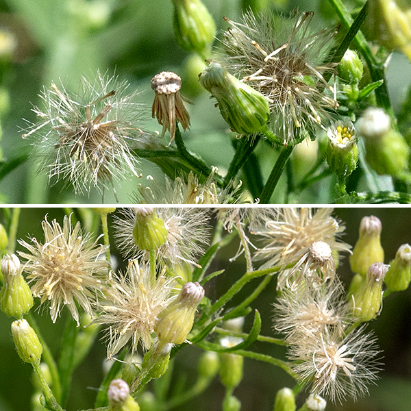 Horseweed flowering stems form a pyramidal inflorescence covered with numerous flowers and what look like dandelion seedheads. Panicles of flowers up to 1.5' long 6" across arise from the tip of the main stem and from axillary stems that arise from the upper leaves. Individual flowers are small (~1/8" in diameter and 1/4" long), cylindrical or urn-shaped, and covered with multiple layers of phyllaries; they look more like buds than flowers with only the tips of the 25-45 white or pink, pistillate ray florets peeking out the end. The 12-25 disk florets are yellow; they bear both pistils and stamens. After pollination, the disc florets transform into stout, cylindrical seeds with a tuft of brown hairs at one end.