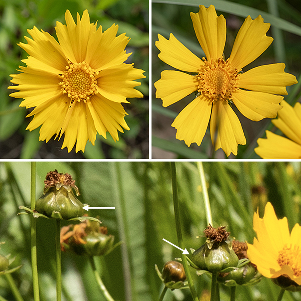 Lance-leafed coreopsis flowerheads are 2-3" across; they have about eight broad, yellow ray florets with 3-5 (usually four) bold, sawtooth lobes at their tips (that may also be subdivided); the numerous disk florets are also yellow, tubular, about 1/4" long with 4-5 tiny lobes. The seeds are black, egg-shaped, and 2.5-5 mm long with thin papery wings along the edges.