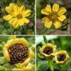 Prairie coreopsis flowerheads occur alone or in pairs on 1/2-2" long peduncles attached to the ends of stems. Each flowerhead is about 2" across with 8-12 ray florets; two prominent longitudinal veins divide each ray floret petal into thirds. The disc florets are tubular with 4-5 lobes; they are initially yellow, but turn brownish with age.