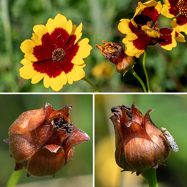 Plains coreopsis flowers are 1-2" across, with 6-12 (usually 8) ray florets, each with three lobes at their tips (center largest). The ray florets are sterile, typically yellow at their tips, transitioning abruptly to a maroon color more basally. The disk florets are perfect (have both anthers and pistils), reddish-brown to maroon with the florets at the edge of the disc with bright yellow highlights (either the anthers on the fused stamens or the split stigma of the pistils); individual florets have four teeth/lobes. The involucre of the flowerhead is often reddish-tinged, particularly obvious when cupping the developing seedhead.