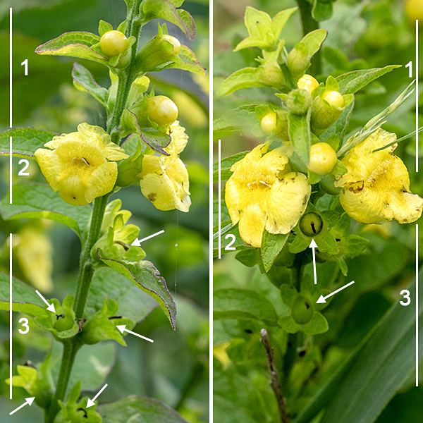 Mullein foxglove is (a) not a foxglove, and (b) hemiparasitic, using smaller roots to tap oak roots for water and probably nutrients. However, it has an odd-looking but very attractive flower that always makes me think of Burt Lahr's Cowardly Lion in the (1939) Wizard of Oz. Mullein foxglove plants range from 4-7' tall in Jackson Park wth green to reddish-green, fuzzy, 4-angled stems bearing two kinds of leaves — pinnately-lobed, deeply-cleft, coarsely toothed leaves in the lower regions of the plant and elongate, lance-shaped leaves with smooth margins in the upper regions. Both are mostly hairless. Racemes of yellow flowers vary in length from 6" to 3'. Individual flowers are about 1/2-3/4" long and across with a green calyx with five blunt teeth at its base. The bright yellow, tubular corolla terminates in five spreading lobes; the upper two lobes are reflected backwards, while the lower three lobes presumably function as a landing pad for pollinators (mostly bumblebees). From the front, the opening into the corolla is largely obscured by numerous fine yellow hairs that tend to hide the stamens (present in two distinct lengths) and the single style with a two-lobed stigma. The fruit is a four-lobed, globose capsule 1/4-1/2" in diameter with a single longitudinal seam, all nestled in the remnants of the flower calyx. The seeds are 2-2.5 mm long, dark brown or black ellipsoids.