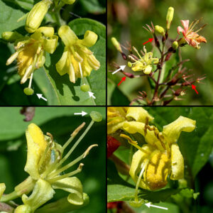 Northern bush honeysuckle flowers occur in clusters of 2-7 arising from leaf axils or at the tips of year-old branches; the flowers are initially yellow but they turn orange-red with age. The flowers are funnel-shaped, 1/2-3/4" long, hairy on the inside, with four slender lobes and a fifth, wider and darker lobe; the base of the flower is surrounded by five triangular sepals as long as the floral tube. The five stamens are densely hairy with yellow anthers; the style is long, slender, green, with a dome-like stigma. The fruits are red, sac-like structures (the ovary) topped by the persistant sepals; the mature seed capsules are 1/3-1/2" long, green to brown in color, egg shaped or oblong (like medicinal capsule) filled with half-millimeter long, golden brown seeds.