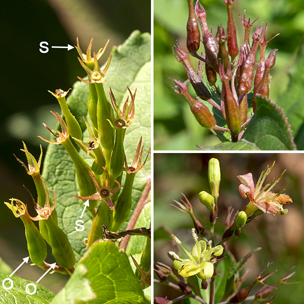 Northern bush honeysuckle flowers occur in clusters of 2-7 from leaf axils or at the tips of year-old branches; the flowers are initially yellow but they turn orange-red with age. The flowers are funnel-shaped, 1/2-3/4" long, hairy on the inside, with four slender lobes and a fifth, wider and darker lobe; the base of the flower is surrounded by five triangular sepals as long as the floral tube. The five stamens are densely hairy with yellow anthers; the style is long, slender, green, with a dome-like stigma. The fruits are green or red, sac-like structures (the ovary) topped by the persistant sepals; the mature seed capsules are 1/3-1/2" long, green to brown in color, egg shaped or oblong (like medicinal capsule) filled with half-millimeter long, golden brown seeds. Northern bush honeysuckle is an obligate outcrosser — pollen must come from a genetically unrelated bush in order to pollinate any given flower.