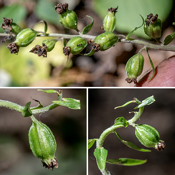 Broad-leaved helleborine is an invasive orchid, first recorded in New York in 1879. The stem (including the flower stalk) is 1-3' tall,; it is not showy. The inflorescence is a 4-12" long raceme with 15-50 flowers, all on one side of the flower stalk. Individual flowers are 1/2-3/4" wide. The petals are greenish-purple with the lower petal forming a pale red bowl; behind the petals, the three sepals are pale green with purple stripes. (The sepals are as long as the petals, as are the bracts below the flowers' stalks.) The fruit is a hairy capsule ~1/2" long, and egg-shaped with four robust rridges running along the capsule. Broad-leaved helleborine prefers woodlands.