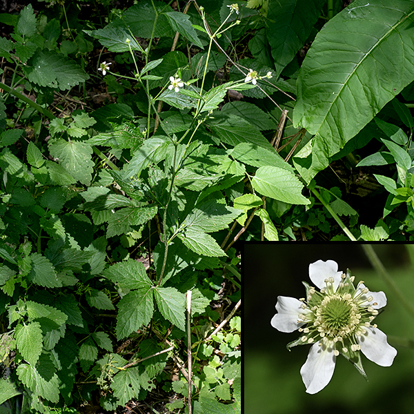 White avens blooms slightly later than rough avens (Geum laciniatum); it reaches about the same size (1.5-2.5' tall). The stems are round in section; the lower parts of the stems are brown and are coarsely hairy while the upper parts are light green with a fuzz of hairs. There is a low rosette (about 6" in diameter) of basal leaves which are odd-pinnately compound (with 3-7 leaflets); the stem leaves are palmately (not pinnately) compound with three leaflets (or, in some, three lobes that may be quite shallow or deep). All of the leaves have coarsely-toothed margins. The flowers are 1/2" diameter; they have five green sepals that are white-edged, pointed, and the same length or (usually) shorter than the petals; five white, rounded petals with a narrow attachment; and numerous (25-120) stamens surrounding a dome-shaped mass of green styles about a third the diameter of flower. The sepals initially lie under the petals but later become reflexed back parallel to the flower peduncle.The spherical fruit is covered with long, hooked spines (actually, persistant styles) that help the seeds stick to fur and clothing. White avens is distinguished from rough avens (G. lacinatum) by their flower stalks covered with short, fine hairs (rather than long, coarse hairs) and sepals that are shorter than the petals.