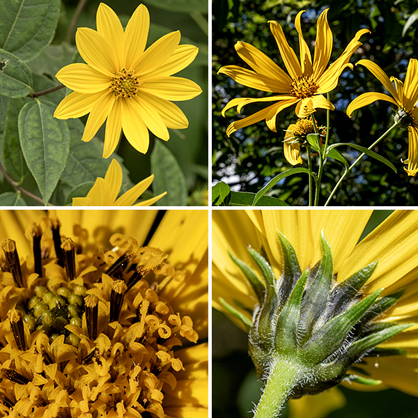 Jerusalem artichoke should rightly be called a "sunflower" like the other four members of the genus Helianthus present in Jackson Park. Five to fifteen flowerheads ride on hairy peduncles up to 8" long and are 2.5-3.5" across; each is cupped by 2-3 overlapping series of phyllaries (bracts) that are more triangular than lance-shaped, hairy, and sharply pointed. The flowerheads consist of 10-20 sterile, yellow ray florets; the 60+ fertile disc florets consist of tubular yellow corollas about 1/4" long with five lobes at their apex and five protruding brown or black anthers fused around a yellow style with a bifurcated stigma. Jerusalem artichoke was cultivated by the indigenous peoples of the midwest for its tasty and carbohydrate-rich tubers.