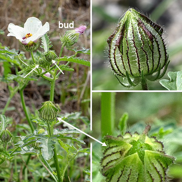 Flower-of-an-hour flowers are borne singly on hairy flower stalks that arise from the leaf axils; the flowers are 2" across, with five partially-overlapping petals that are white or pale yellow with deep purple bases. The sepals form a pale green, translucent, membranous calyx with deep purple, hairy veins. The fruit is a seed capsule formed from the calyx, obviously swollen and with prominant apical ridges where the edges of the triangular teeth of the calyx meet at the distal end. The seeds form within this capsule. When ripe, the capsule splits along the seams between the dried sepals, releasing the seeds. There are 5-8 kidney-shaped, dark brown or greyiosh black seeds within each of the five sections of the seed capsule.