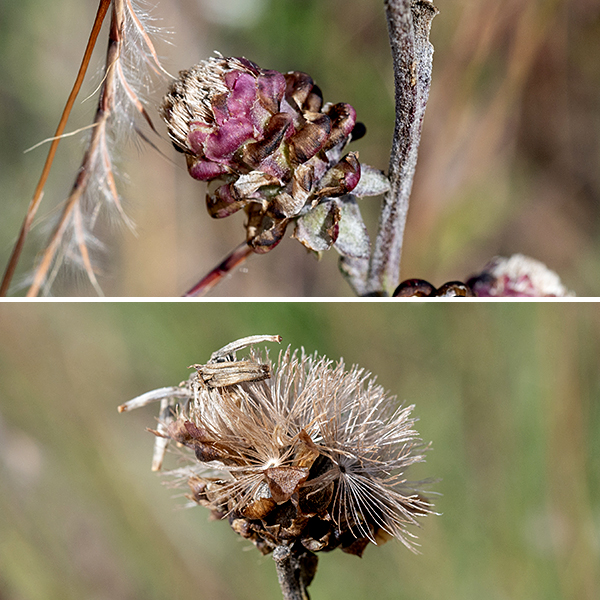 Rough blazing star's flowerheads open from the apex and proceed in a wave towards the base of the inflorescence. Flowerheads are about 1" across, composed of 25-40 disc florets (no ray florets), each with a tubular pinkish-purple corolla with five sharply-pointed apical lobes; a very long divided style emerges from the center of the corolla and the five brown anthers are inserted side by side around the base of the style. The exterior of the flowerhead is covered with 4-5 overlapping series of green or purple-tinged broadly rounded bracts whose edges are rolled in and rough with series of distinct, tiny teeth. After the flowers are pollinated, the florets are replaced by single seeds attached to a "parachute" of radiating brown filaments. Rocky Mountain blazing star's bracts look very similar to rough blazing star's, but the flowerheads of rough blazing star are essentially sessile (flower stalk no more than 1/4" long) while the flowerheads of Rocky Mountain blazing star have significant stalks, most commonly 1/2-1" long (as long as the flowerhead). The Jackson Park blazing stars bloom in the order cylindrical, prairie, rough, marsh, and Rocky Mountain; in relative abundance, rough is the most common, followed by cylindrical, prairie, marsh, and Rocky Mountain. Quick key to the Jackson Park blazing stars: bracts covering base of the flowerhead are (1) sharply pointed (-> cylindrical), (2) recurved away from flower, flaring (-> prairie), (3) tip round, closely appressed (-> marsh), (4) margins with tiny teeth, rolled under (-> rough if flower stalk is very short, Rocky Mountain if flower stalk about same length as flowerhead).