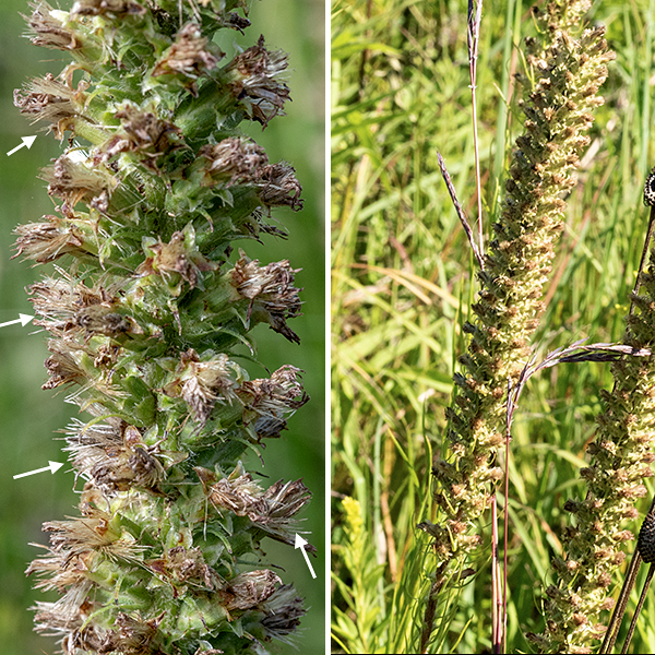 Prairie blazing star's stem terminates in a spike of composite, purple flowerheads 1/4-1/2" across; pinkish-red bracts cover the underside of the flowerheads, tapering to a fine tip that dramatically curls away from the flowerhead (like the scales on a dry pine cone). (No other blazing stars have such recurved bracts.) Each flowerhead has 5-10 disc florets that are tubular, 7-10 mm long, with five lobes at the apex forming a prominent star shape. A hairy, divided style protrudes well beyond the apex of the corolla; the base of the style is surrounded by the 3 mm long, reddish-brown anthers of the five stamens. The fruit is a barbed seed lofted by long, brown hairs for dispersal. Prairie blazing stars prefer well-watered areas. The Jackson Park blazing stars bloom in the order cylindrical, prairie, rough, marsh, and Rocky Mountain; in relative abundance, rough is the most common, followed by cylindrical, prairie, marsh, and Rocky Mountain. Quick key to the Jackson Park blazing stars: bracts covering base of the flowerhead are (1) sharply pointed (-> cylindrical), (2) recurved away from flower, flaring (-> prairie), (3) tip round, closely appressed (-> marsh), (4) margins with tiny teeth, rolled under (-> rough if flower stalk is very short, Rocky Mountain if flower stalk about same length as flowerhead).