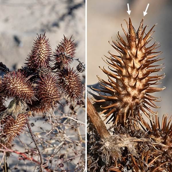 Common cocklebur produces a spike-like raceme of compound flowerheads, shorter than the leaf petioles, that arises from the axils of each upper leaf and from the tip of the central stem. Each raceme produces exclusively male flowerheads in its upper parts and exclusively female flowerheads in the lower regions. The male flowerheads are about 1/4-3/4" across, elevated on a short pedicel on top of 1-3 series of white floral bracts. Each of the approximately 20 tiny, brownish-green staminate florets (nominally disk florets) consist of a tubular 1-2 mm long corolla; a minute, non-functional ovary; and five stamens with fused filaments (like a tree trunk) but with their white anthers free, positioned in a ring like a little palm tree or, possibly, a hand. The staminate florets quickly shed their pollen and drop off. The female flowerheads (also nominally disk florets) are 3/4-1.5" long and two-thirds as wide, stalkless, each (usually) containing two female florets nearly enclosed by floral bracts covered with curly white hairs that have a bur-like appearance from the dense, hooked prickles covering their surface. At the tip of the flowerhead are two spines, longer and much stouter than the prickles, each with a hole from which protrudes the divided style of a female floret. There is no corolla in the female florets. The florets are wind pollinated, and their styles quickly wither away after fertilization.