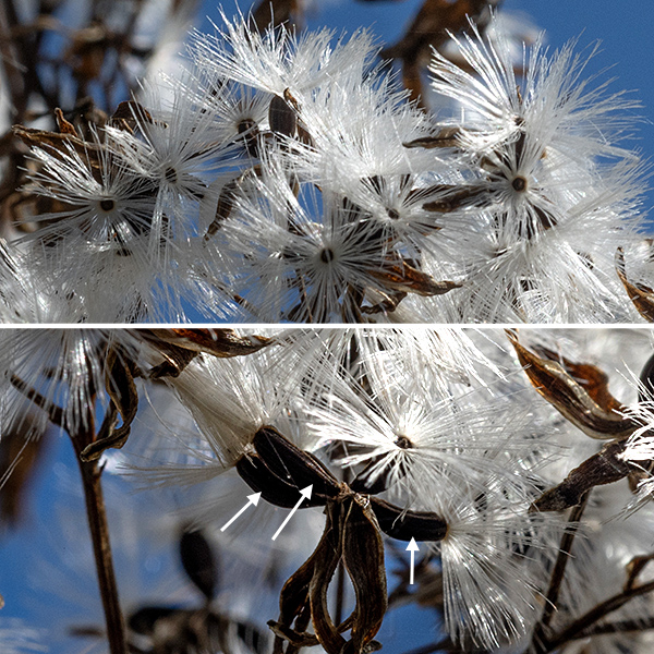 Seedheads of pale Indian plantain. The flat-topped apical inflorescence is shaped like an inverted pyramid; by mid-fall (here, early October) the inflorescence becomes a fuzzy white mass of seeds and their fibrous papus that helps them stay aloft in the wind.
