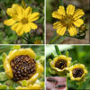 Prairie coreopsis flowerheads occur alone or in pairs on 1/2-2" long peduncles attached to the ends of stems. Each flowerhead is about 2" across with 8-12 ray florets; two prominent longitudinal veins divide each ray floret petal into thirds. The disc florets are tubular with 4-5 lobes; they are initially yellow, but turn brownish with age.