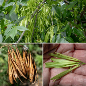 Green ash is dioecius; each tree produces only either male (staminate) or female (pistillate) flowers (which are wind pollinated). The flowers open in mid-spring, before the leaves emerge. Male flowers are produced in compact clusters that envelop short sections of the second-year twigs. Each staminate flower is yellowish green to greenish purple and less than 1/8" (3 mm) across, consisting of a tiny, four-lobed, tubular calyx and a pair of purplish stamens. Petals are absent. Female flowers are also produced on the second-year twigs, in this case in small panicles. Each female flower consists of a tiny four-lobed, tubular calyx and a pistil with a single, long style; again, petals are absent. Fertilized flowers are replaced by panicles of drooping, spatula-shaped, winged seeds 1-2.5" long and 1/4-1/3" wide that have an ellipsoid swelling at one end containing the seed and a single elongated, membranous wing with a rounded or notched tip. When released in the autumn, the greenish to tan fruits spin around the seed, reducing their rate of fall so they can be carried greater distances by the ambient wind. Green ash is tolerant of shading so can grow in mature forests; it prefers moist soils and can tolerate some flooding.