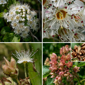 Ninebark produces round or domed clusters (racemes) of 30-50 flowers on the tips of young stems. Individual flowers are about 1/2" across; they have a light green calyx with five triangular teeth, five white petals, 30-40 pink-tipped stamens, and 3-5 styles with yellow stigmas. The inside surface of the flower between the styles and the base of the stamens (the hypanthium) is prominently colored tan, orange, or red. After fertilization, each flower produces 2-5 adjacent fruits "follicles"), greenish-red in color, drooping from the long, slender flower pedicels. Single follicles contain a single, hard seed; the follicles are about 8 mm long with a slender, pointed beak protruding from one side. There are two varieties of ninebark characterized by whether the surface of the follicle is hairy; the variety present in Jackson Park (var. intermedius) has a hairy surface.