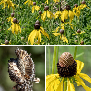 Grey-headed coneflower's composite flowerheads sit individually on the tips of long, thin, ridged stalks; they have up to 15 drooping, 2" long, yellow ray florets and a central 3/4" tall gumball- or egg-shaped cone of 100-200 disc florets. The ray florets are sterile; the disc florets have both stamens (5) and styles (1). Beneath the flowerhead are two series of long, narrowly-triangular bracts. The disc florets mature progressively from the bottom of the cone to the top; immature disc florets are light green or grey, mature disc florets are brown, giving the portion of the cone they cover a fuzzy appearance. (Thus the analogy implicit in the common name to a grey, bald pate peeking through a head of brown, fuzzy hair.) After fertilization, the cone becomes a mass of small (2-4 mm long), brown seeds (achenes) that are devoid of a tuft of hairs.