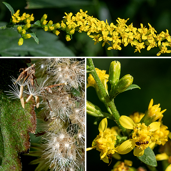 Elmleaf goldenrod's stem (and sometimes upper leaf axils) produces an open, airy inflorescence (a panicle) at its tip that may be a foot tall and wide with arching, widely-spreading branches. The flowerheads rest on very short stems (nearly sessile) along one side of the major branches, facing upward; on the opposite side of the branches are small (1") bracts. Both stems and branches in the inflorescence are covered with hairs. The flowerheads are 1/8-1/4" across with 3-6 yellow, pistillate ray florets (no stamens) and 4-7 yellow, perfect disk florets (both stamens and a style). Surrounding the base of the flowerheads are 16-18 bracts (phyllaries) in 2-3 overlapping series.