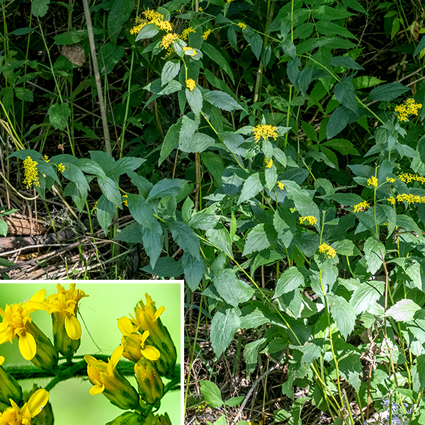 Elmleaf goldenrod is a native species that prefers open woodlands; it reaches 1.25-3' tall, usually unbranched except near the terminal inflorescences. The stem is light green, variably hairy, round in section, and rather slender. The leaves are alternate, up to 4" long and 1.75" across, thin, pinnately veined with serrated margins, oval or lance-shaped with sharply pointed tips (they are indeed reminiscent of elm leaves) and decreasing in size up the stem. The lower leaves taper basally into short, winged petioles, the upper leaves are sessile. The veins on the underside of the leaves are hairy. The stem (and sometimes upper leaf axils) produces an open, airy inflorescence (a panicle) at its tip that may be a foot tall and wide with arching, widely-spreading branches. The flowerheads rest on very short stems (nearly sessile) along one side of the major branches, facing upward; on the opposite side of the branches are small (1") bracts. Both stems and branches in the inflorescence are covered with hairs. The flowerheads are 1/8-1/4" across with 3-6 yellow, pistillate ray florets (no stamens) and 4-7 yellow, perfect disk florets (both stamens and a style). Surrounding the base of the flowerheads are 16-18 bracts (phyllaries) in 2-3 overlapping series.