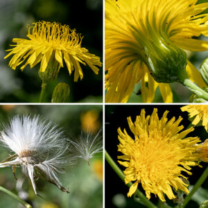 Perennial sowthistle's upper stems produce long flower stalks at their tips. Individual flowerheads are 1-2" in diameter, composed entirely of 80-250 yellow ray florets; disc florets are absent. The fruit, popular with goldfinches, is a flat, dark brown seed with tapered ends, several longitudinal ribs, and a tuft of fine white hairs (like a dandelion). Glandular hairs are typically present on the flower bracts and stalks; if these glandular hairs are absent, glands are present in the epidermis. Perennial sowthistle is indeed a perennial, one with a taproot that may penetrate as deep as 9' into the soil. Of the local sowthistles, perennial sowthistle has by far the largest flowers; other species never exceed 3/4".